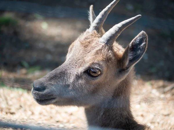 Koloseup Kóz Wild Park Schloss Ortenburg — Zdjęcie stockowe