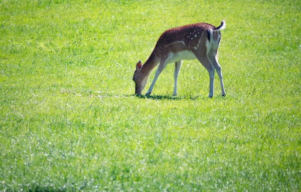 Spotted Deer Broutage Sur Pelouse Dans Wild Park Schloss Ortenburg — Photo