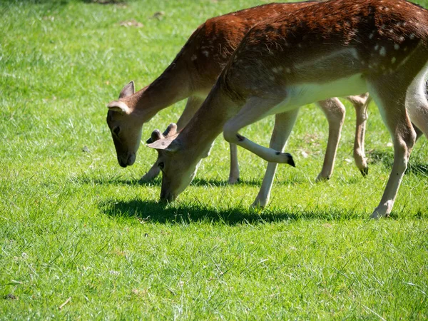 在野生公园Schloss Ortenburg草坪上吃草的斑点鹿 — 图库照片