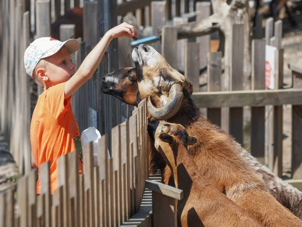 Little Boy Feeding Goats Salzburg Zoo — ストック写真