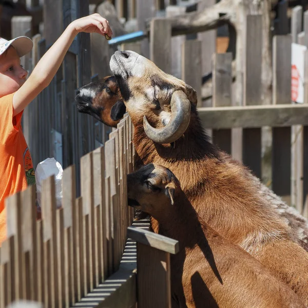 Little Boy Feeding Goats Salzburg Zoo — Zdjęcie stockowe