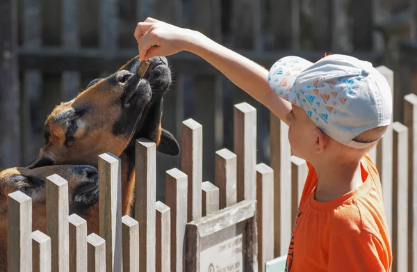 Little Boy Feeding Goats Salzburg Zoo — ストック写真