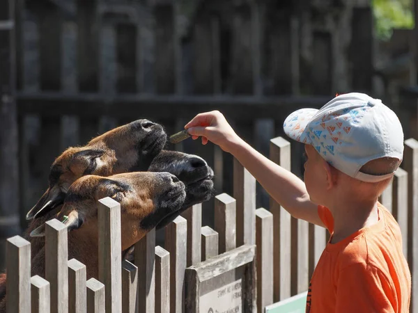 Little Boy Feeding Goats Salzburg Zoo — Stockfoto