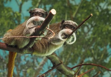 Two Imperial tamarins perched on a tree