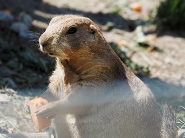 Close-up of a gopher