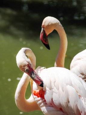 Pembe flamingo (phoenicopterus roseus)