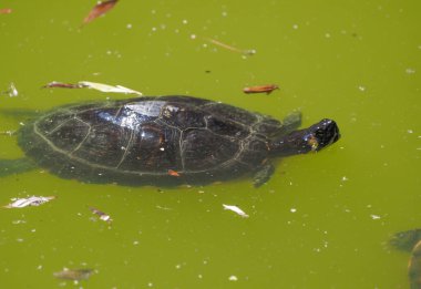 Göldeki kaplumbağa.