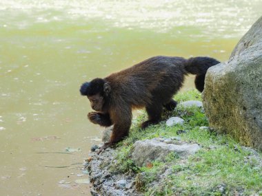 Monkey of the Capuchin family for a walk 