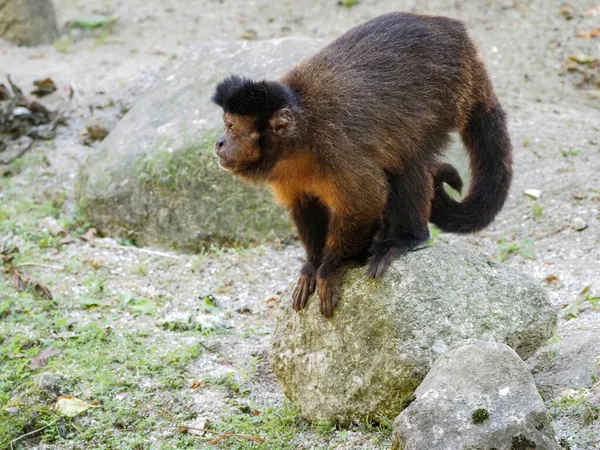 Monkey Capuchin Family Walk — 图库照片