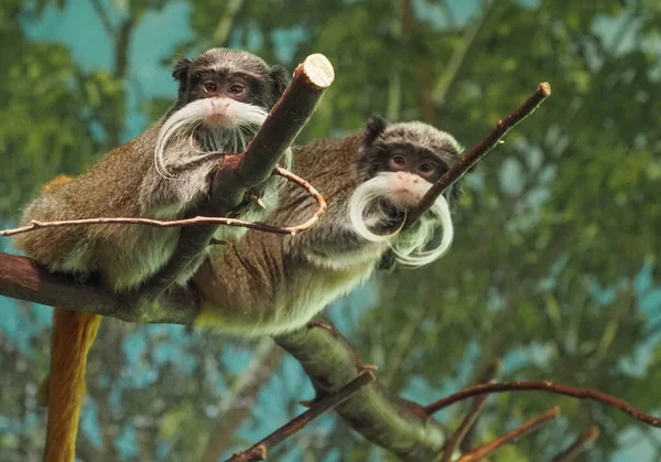 Two Imperial tamarins perched on a tree