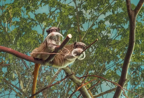 Two Imperial Tamarins Perched Tree — 图库照片