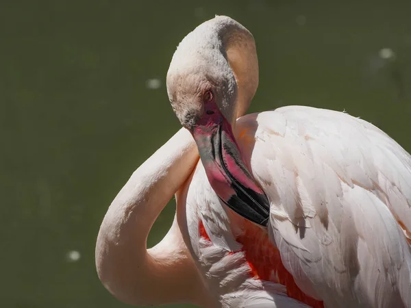 Flamingo Rosa Phoenicopterus Roseus — Fotografia de Stock