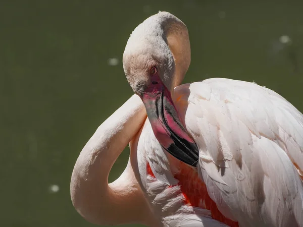 Flamenco Rosado Phoenicopterus Roseus —  Fotos de Stock