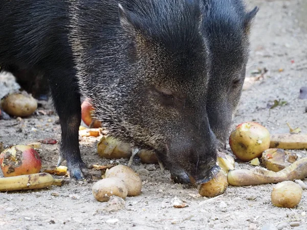 Collared Peccary Eats Apples — Stock Photo, Image