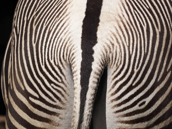 Zebra Photographed — 스톡 사진