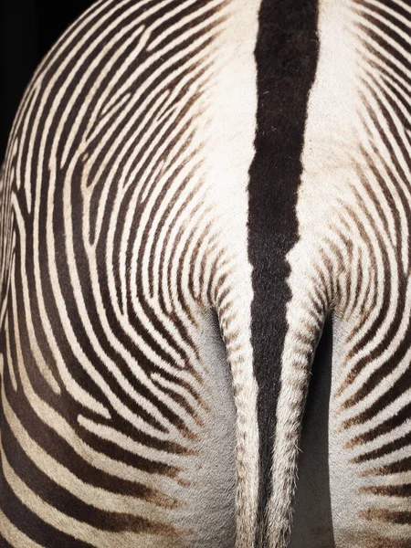 Zebra Photographed — Photo