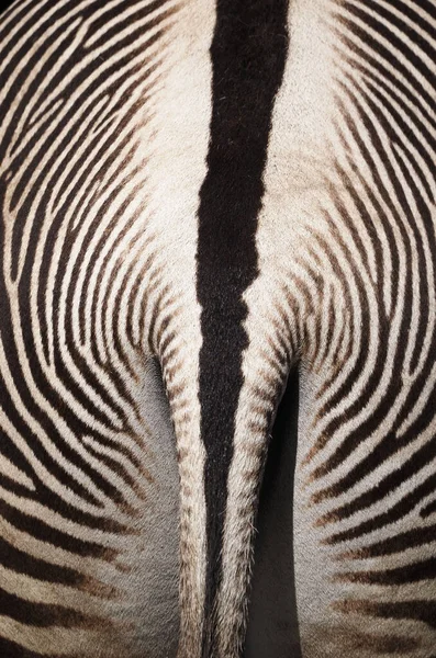 Zebra Photographed — ストック写真