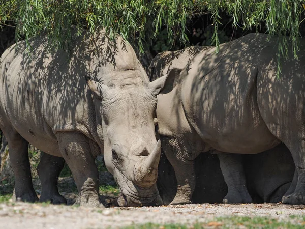 Rinoceronte Bianco Meridionale Ceratotherium Simum Simum — Foto Stock