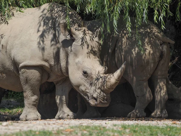 南白サイ Cerattherium Simum — ストック写真