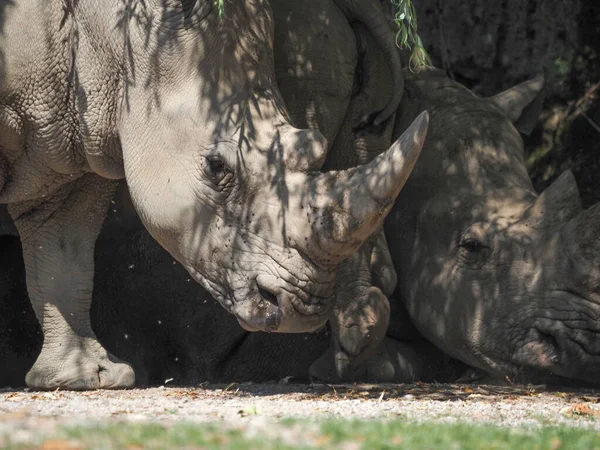 Rinoceronte Bianco Meridionale Ceratotherium Simum Simum — Foto Stock