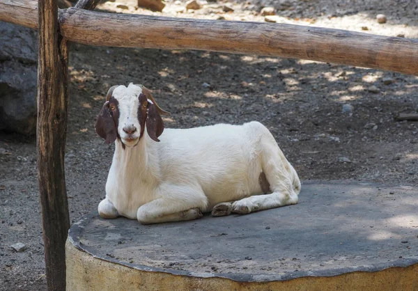 White Goat Lies Enclosure — ストック写真