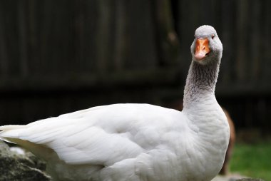 Close-up of a white duck on a dark background