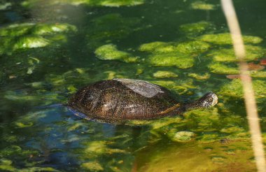Viyana hayvanat bahçesindeki gölette kaplumbağa Schonbrunn