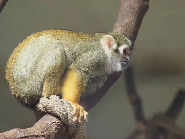 Singe Écureuil Commun Dans Zoo Vienne Schonbrunn — Photo