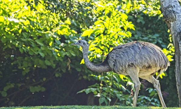 Emu Dromaius Novaehollandiae Ave Más Grande Australia Zoo Viena Schonbrunn —  Fotos de Stock