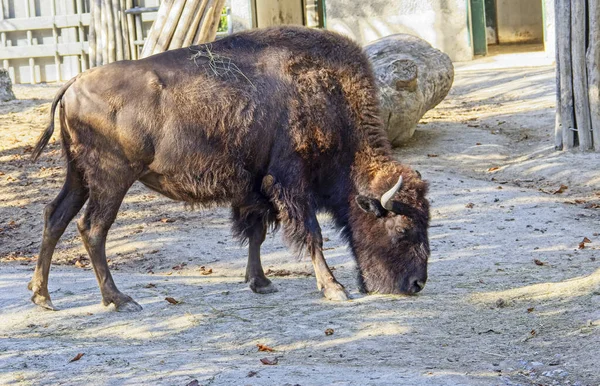 Bisonte Americano Bisonte Bisonte Bisonte Nello Zoo Vienna Schonbrunn — Foto Stock