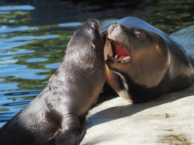 Güney Amerika deniz aslanı hayvanat bahçesi Viyana Schonbrunn 'da. Schonbrunn Hayvanat Bahçesi (Almanca: Tiergarten Schonbrunn), Viyana 'nın dışında yer alan bir hayvanat bahçesi. 175 'te kurulmuş.