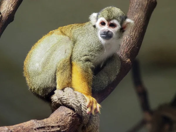 Singe Écureuil Commun Dans Zoo Vienne Schonbrunn Zoo Schonbrunn Allemand — Photo