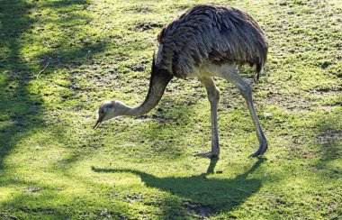 Emu (Dromaius novaehollandiae), Avustralya 'nın Viyana' daki en büyük kuşudur. Schonbrunn Hayvanat Bahçesi (Almanca: Tiergarten Schonbrunn), Viyana 'nın dışında yer alan bir hayvanat bahçesi. 175 'te kurulmuş.