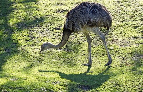 Emu Dromaius Novaehollandiae Ave Más Grande Australia Zoo Vienna Schonbrunn —  Fotos de Stock