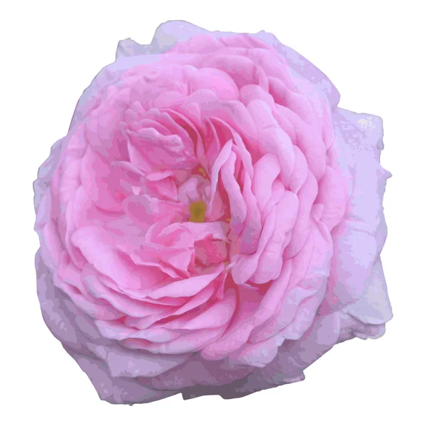 Rose-chien — Image vectorielle
