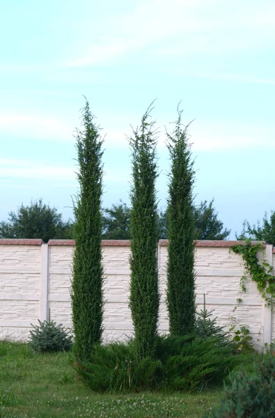 Três arborvitae no fundo de uma cerca de tijolo e céu — Fotografia de Stock