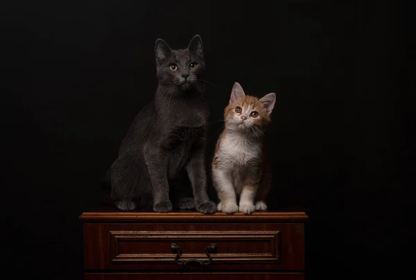 Дві Кішки Темному Тлі — стокове фото