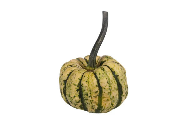 Calabaza Decorativa Aislada Sobre Fondo Blanco — Foto de Stock