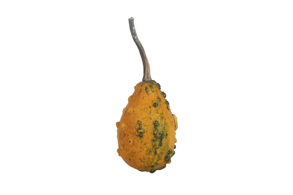 Decorativa Zucca Gialla Isolata Sfondo Bianco — Foto Stock