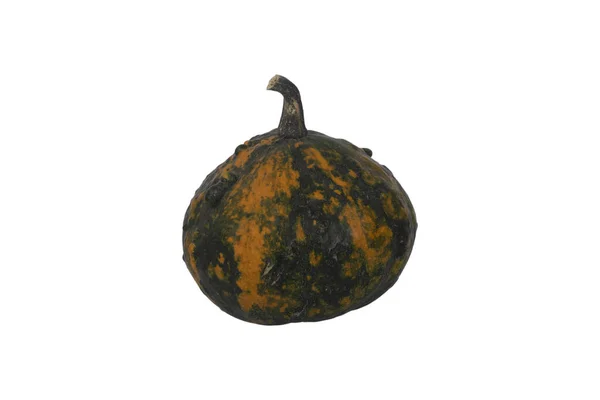 Calabaza Decorativa Aislada Sobre Fondo Blanco — Foto de Stock