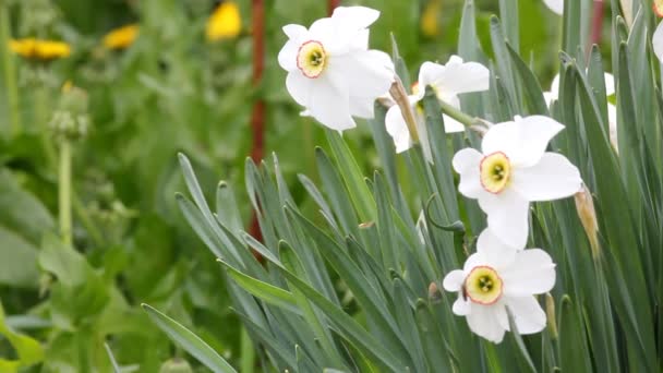 Bílých narcisů v květinovém záhonu — Stock video
