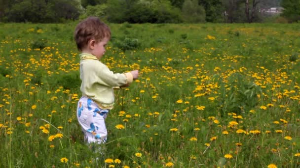 Niña recogiendo flores de diente de león en el prado — Vídeos de Stock