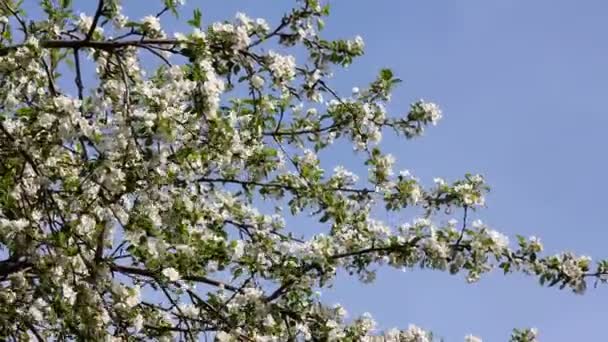 Fiore uccello ramo di ciliegio sotto il cielo blu — Video Stock