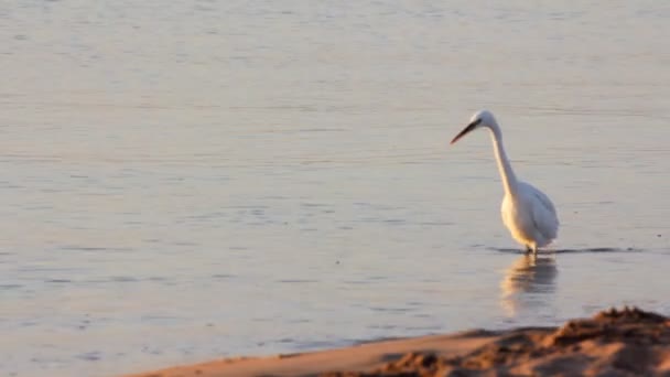 Garza blanca caminando sobre el agua — Vídeo de stock