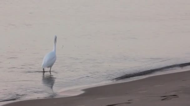 Біла чапля, що ходить по воді — стокове відео
