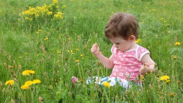 Meisje van de baby paardebloem bloemen plukken op weide — Stockvideo