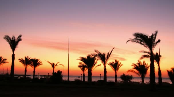 Morning landscape with palm trees — Stock Video