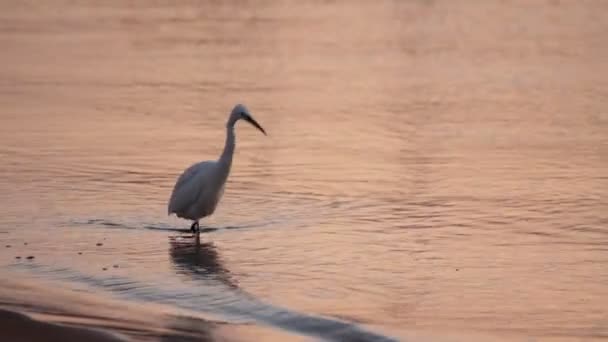 Egipski Czapla ptak chodzenie na wybrzeżu — Wideo stockowe