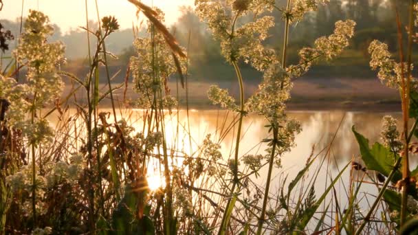 Gras op riverside bij dageraad — Stockvideo