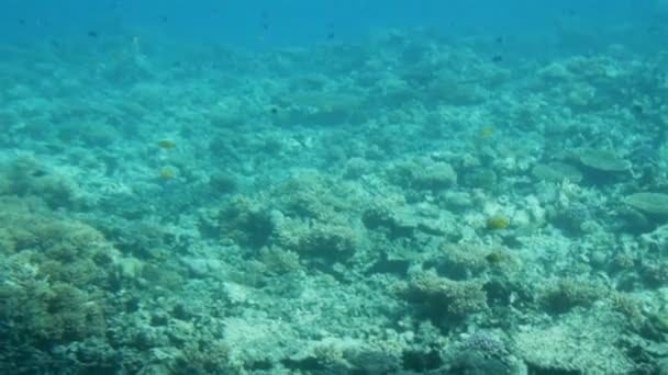 Vissen onder koralen in de rode zee — Stockvideo